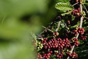 colorful coffee berries