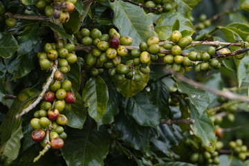 colorful coffee berries