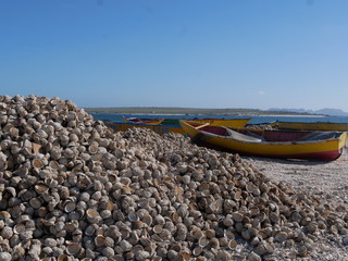 shells on the beach of punta de choros, chile
