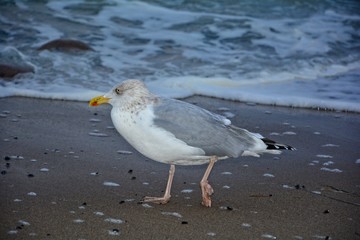 Seemöwe ganz nah, am Strand vor einer Welle