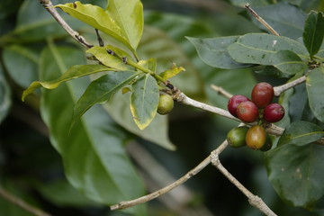 colorful coffee berries