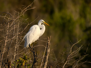 Great Egret in Early Morning Light