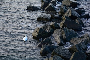 Large dark stones on the North Sea coast with seagull