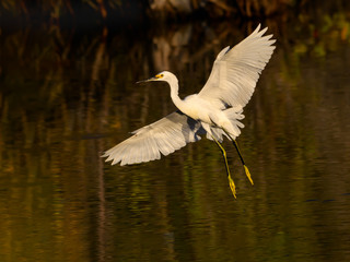 Snowy Egret in Flight in Early Morning Light