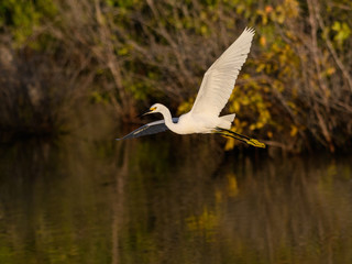 Snowy Egret Taking Off From the Pond with Mangrove