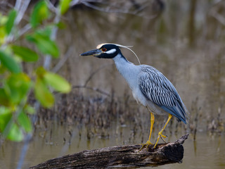 Yellow-crowned Night Heron  Standing on the Log