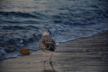 Dunkle Möwe von hinten am Strand vor einer Welle