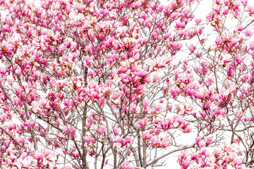 Obraz premium Washington DC, USA capital city with closeup with pink magnolia blossom flowers in spring springtime during day isolated against white sky