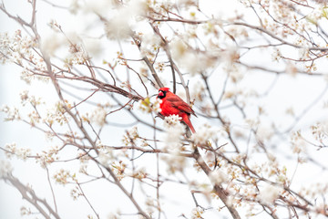 One red northern cardinal, Cardinalis, bird sitting perched on cherry blossom flower tree branch in Virginia spring springtime season colorful vibrant