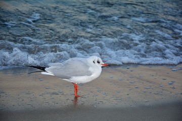 Seemöwe von der Seite, steht am Strand vor einer Welle