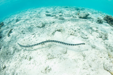 Banded Sea Krait, Laticauda colubrina, in Indonesia