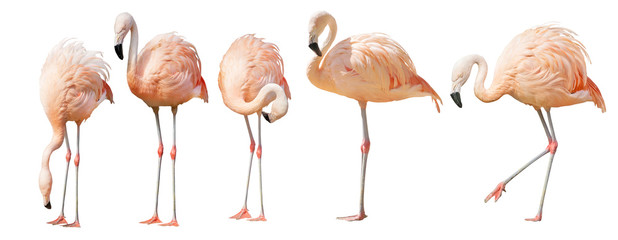 isolated on white five flamingo - obrazy, fototapety, plakaty