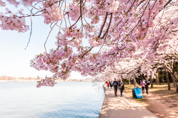 Washington DC, USA Tourists people walking on sidewalk path by Tidal Basin lake pond cherry blossom...