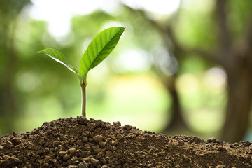 Green sprout growing out from soil on nature background