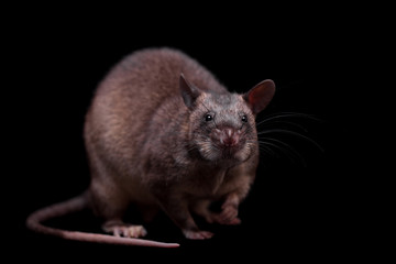 Gambian pouched rat, 3 years old, on black