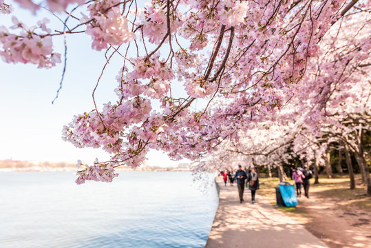 Washington DC, USA Tourists people walking on sidewalk path by Tidal Basin lake pond cherry blossom sakura trees in spring during festival at National mall