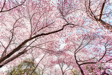Looking up at cherry blossom sakura trees against sky perspective with pink flower petals in spring, springtime Washington DC or Japan, green branches background