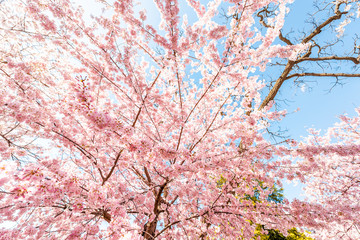 Pink cherry blossom sakura trees isolated against blue sky perspective with flower petals in spring...
