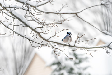 Closeup of one blue jay, Cyanocitta cristata, bird sitting perched far on oak tree branch during winter covered in snow in Virginia