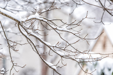 Closeup of snowing weather snowstorm on oak tree branch covered in snow in backyard or front yard with houses background bokeh in Fairfax, Virginia