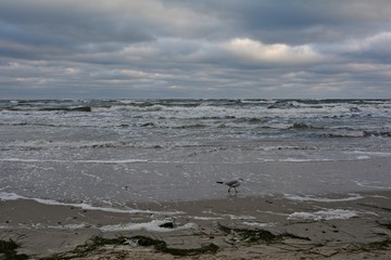Seemöwe vor einer Welle an der Ostsee an einem stürmischen Tag