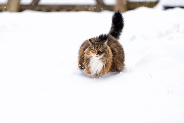 Maine coon cat running unhappy meowing outside outdoors in backyard during snow snowing snowstorm with snowflakes by wooden fence in garden on lawn