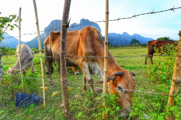The brown cows are eating grass with the mountains are the background at Vang Vieng, Laos