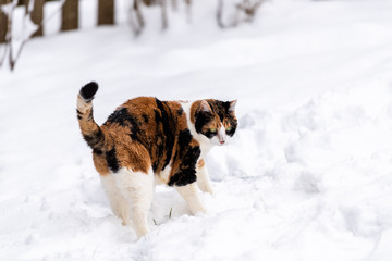 Calico cat unhappy outside outdoors in backyard during snow snowing snowstorm by wooden fence in garden on lawn curious exploring