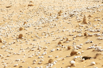 Fossil snail shells on the dune