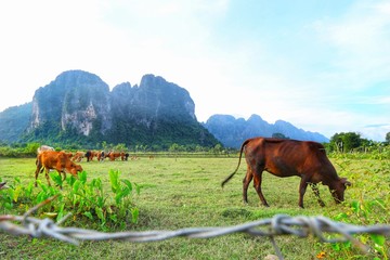 The brown cows are eating grass in the fields with the mountains are the background at Vang Vieng, Laos