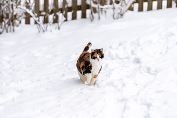 Calico cat running unhappy outside outdoors in backyard during snow snowing snowstorm with snowflakes by wooden fence in garden on lawn