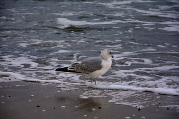 Eine Möwe steht in den Wellen am Sandstrand an der Ostsee