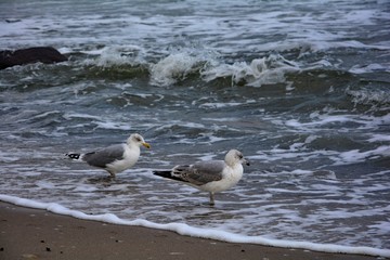 Zwei Möwen stehen in den Wellen am Strand