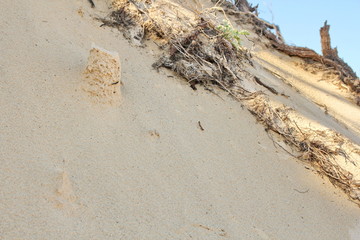 Coastal dunes in Australia