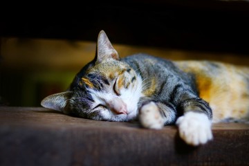 A cute asian cat is sleeping on the wooden table