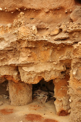 Petrified trees on the coast
