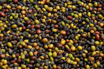 background of colorful raw coffee beans