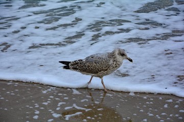 Braune Möwe läuft am Sandstrand an einer Welle der Ostsee