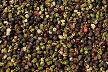 background of colorful raw coffee beans