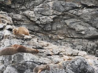 Sea lions on Isla Damas, Chile