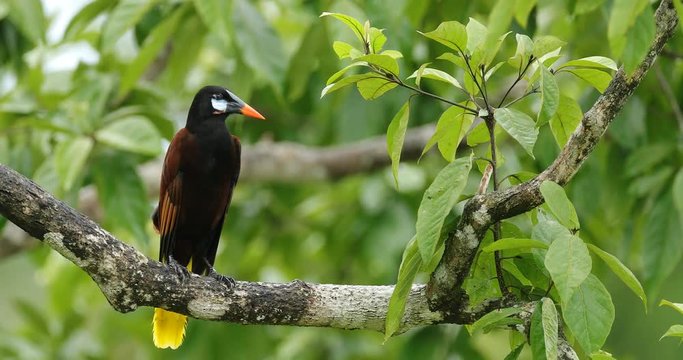 Montezuma Oropendola, Psarocolius montezuma, portrait of exotic bird from Costa Rica, brown with black head and orange bill, clear green background. Wildlife scene from tropical nature.