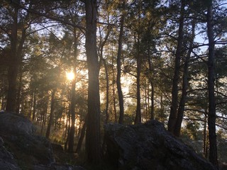 Obraz premium sunset in the forest