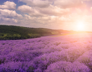 Fototapeta na wymiar Hilly lavender fields. Lush lavender bloom.