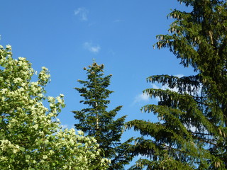 Magic Bright Trees