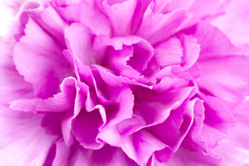 Fototapeta na wymiar Pink carnation flower