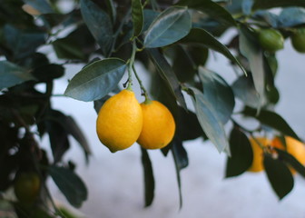 ripe lemons on tree