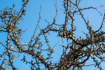 Bare branches on the blue sky in the autumn