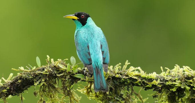 Green Honeycreeper, Chlorophanes spiza, exotic tropic malachite green and blue bird form Costa Rica. Tanager from tropic forest. Close-up portrait of nice animal in habitat. Detail of beautiful bird. 