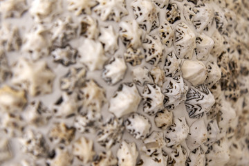 Fototapeta premium .seashell background. Blurred focus