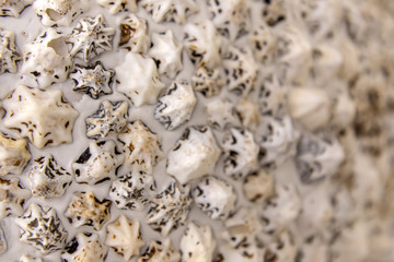 .seashell background. Blurred focus